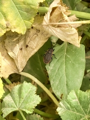 Scantius forsteri