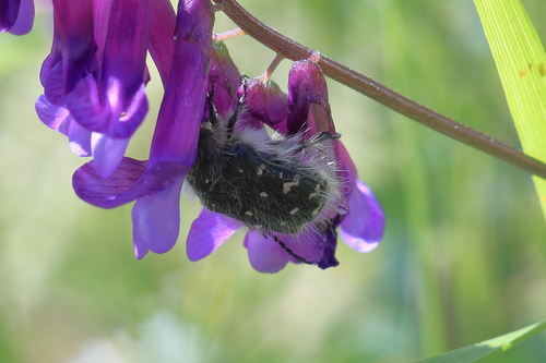 Apple Blossom Beetle