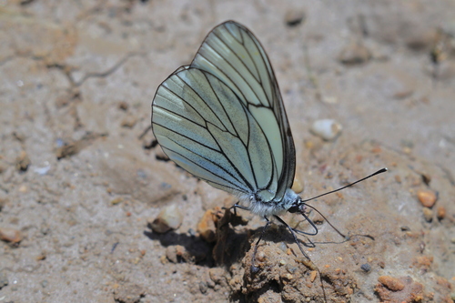 Black-veined White