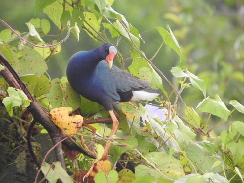 Purple Gallinule