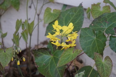 Epimedium × versicolor