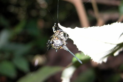 Gasteracantha dalyi