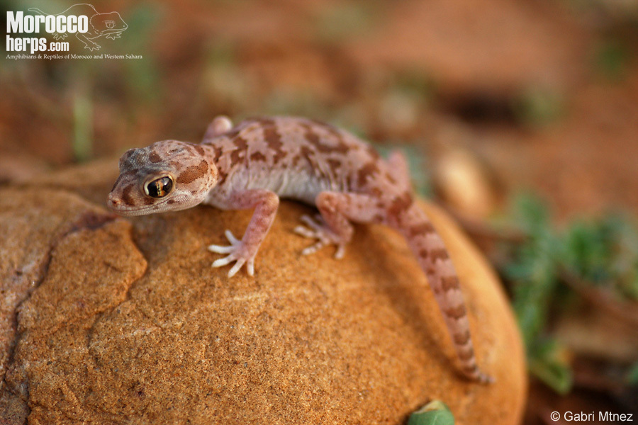 Elegant Gecko