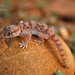 Elegant Short-fingered Gecko - Photo (c) Gabriel Martínez del Marmol Marín, some rights reserved (CC BY-NC-SA)