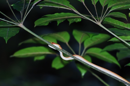 Kelung Cat Snake