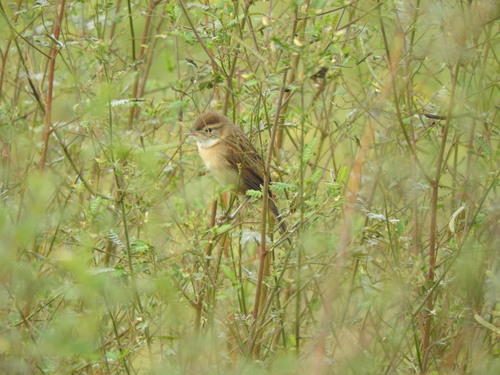 Chotoy Spinetail