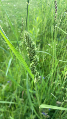 orchard grass