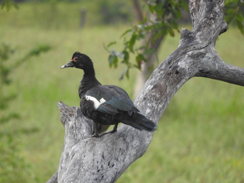 Muscovy Duck