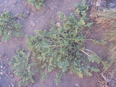 Jaborosa laciniata