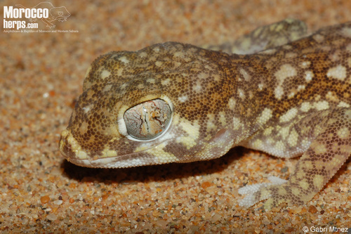 Elegant Short-fingered Gecko