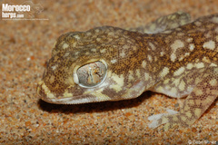 Elegant Gecko photo 2