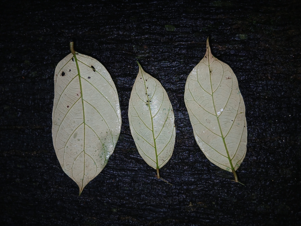 Licania membranacea