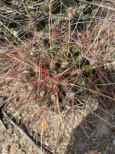 Chihuahuan fishhook cactus