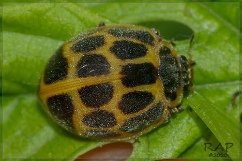 Epilachna Lady Beetles photo 6