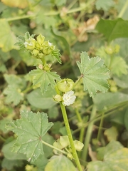 Malva parviflora