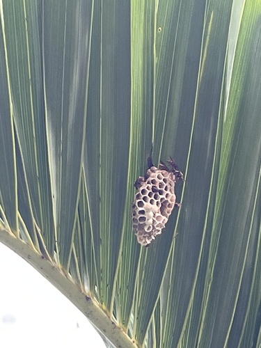 Variegated Paper Wasp