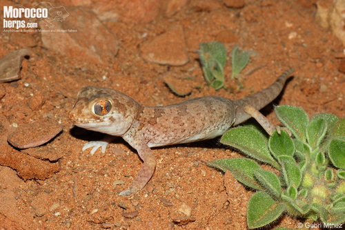 Elegant Short-fingered Gecko