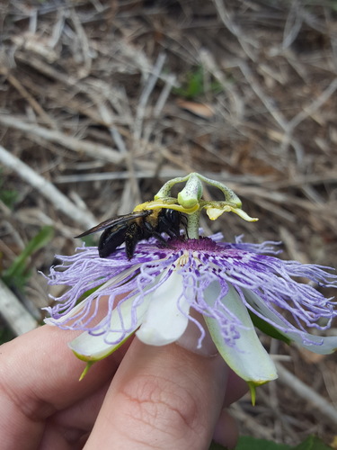 Xylocopa virginica image