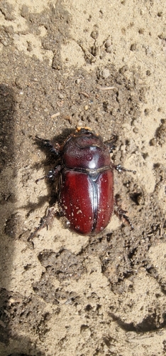 Greek rhinoceros beetle