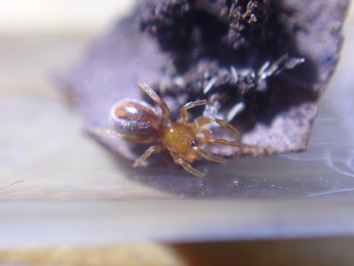 Triaeris stenaspis observed 2026-05-19