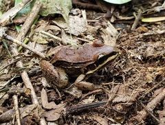 Leptodactylus mystacinus