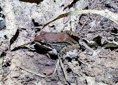 Leptodactylus mystacinus