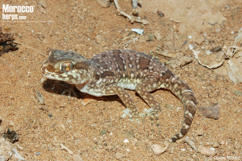 Elegant Short-fingered Gecko