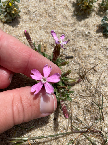 Silene littorea, photograph 2