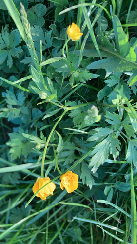 Creeping buttercup