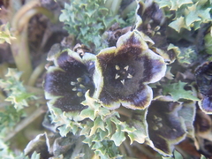 Jaborosa laciniata