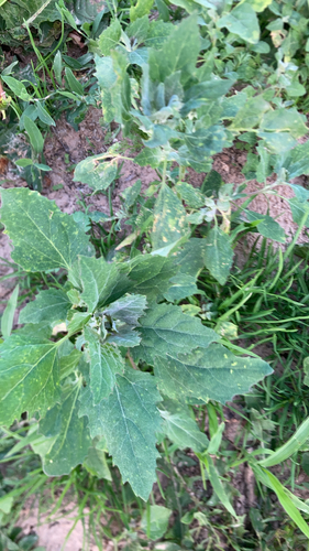 Common Lambsquarters