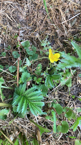 common silverweed