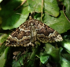 Lampropteryx suffumata