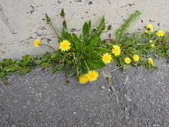 Taraxacum officinale