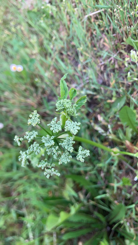 Goutweed