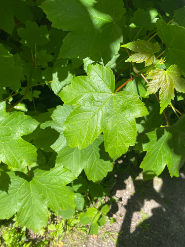 sycamore maple