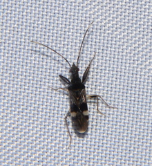 Bedunia cuspidata