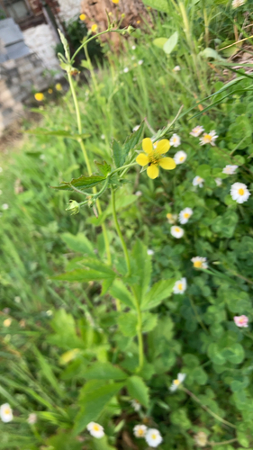 Wood Avens