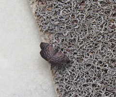 Camptopleura