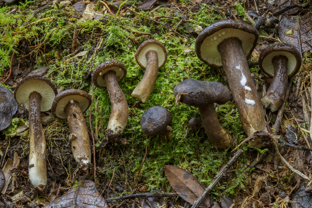 Lactifluus gerardii