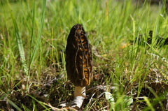 Morchella australiana