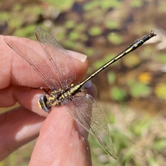 Phanogomphus diminutus