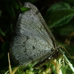 Aleucis distinctata