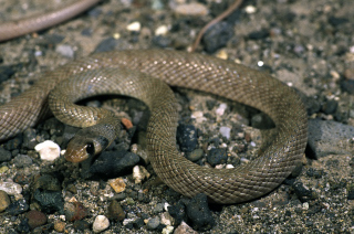 Coluber smithi