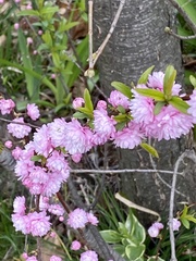 Prunus glandulosa, photograph (c) Sandy Wolkenberg, some rights reserved (CC BY)