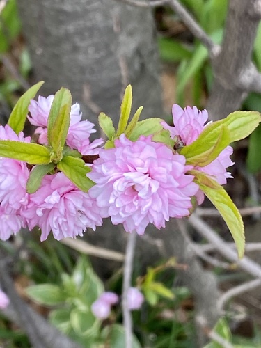 Prunus glandulosa, photograph 4