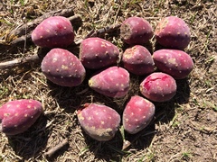 Opuntia hyptiacantha