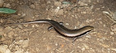 Notomabuya frenata