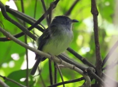 Oncostoma cinereigulare