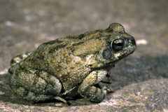 Sclerophrys turkanae
